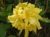 20110427124417-DSCF7285.JPG