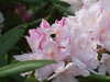 20110427124456-DSCF7286.JPG