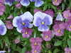 20110427124711-DSCF7287.JPG