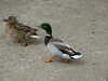 20110428115258-DSCF7345.JPG