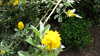 2011-05-21:kew gardens
