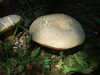20110703115832-DSCF7643.JPG