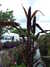 20110706113452-DSCF7710.JPG