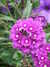 20110706113510-DSCF7713.JPG