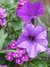 20110706113518-DSCF7715.JPG