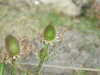 20110707111040-DSCF7787.JPG