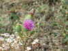 20110707111159-DSCF7789.JPG