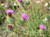 20110707111208-DSCF7790.JPG