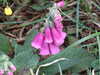 20110707111610-DSCF7792.JPG
