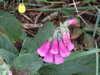 20110707111618-DSCF7793.JPG