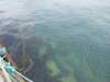 20110708113846-DSCF7823.JPG