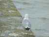 20110714174622-DSCF7956.JPG