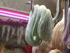 20111126183815-DSCF8038.JPG