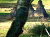 20120116093528-DSCF8277.JPG