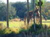 20120116093839-DSCF8283.JPG
