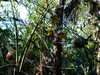20120116100350-DSCF8302.JPG