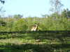 20120116113123-DSCF8332.JPG