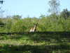 20120116113127-DSCF8333.JPG