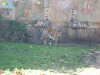 20120116113308-DSCF8337.JPG