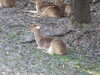 20120116113335-DSCF8339.JPG