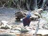20120116113643-DSCF8344.JPG
