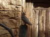 20120122104517-DSCF8739.JPG