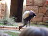 20120122105022-DSCF8743.JPG
