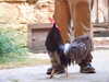 20120122105412-DSCF8752.JPG