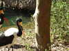 20120122111315-DSCF8757.JPG