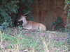 20120122111812-DSCF8763.JPG