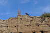 20120122131314-DSC_0541.JPG
