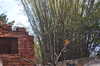 20120122131324-DSC_0543.JPG