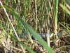 20120126115620-DSCF8884.JPG