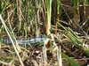20120126115723-DSCF8885.JPG