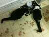 2012-06-20:cats
