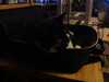 2012-06-22:cats
