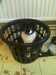 2012-08-03:Black Face in Basket
