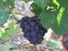 20120917101537-DSCF9166.JPG