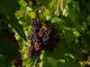 20120917113620-DSCF9178.JPG