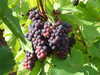 20120917113637-DSCF9179.JPG