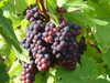 20120917113655-DSCF9181.JPG