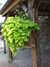 20120917115310-DSCF9191.JPG