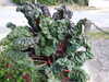 20120917115531-DSCF9194.JPG