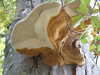 20120917120337-DSCF9197.JPG
