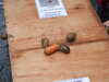 20120927102637-DSCF9245.JPG