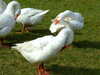 20130329143523-DSCF9609.JPG