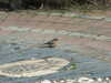 20130330112815-DSCF9697.JPG