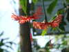20130330114000-DSCF9701.JPG