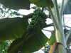 20130330115308-DSCF9714.JPG