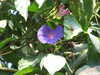 20130330120313-DSCF9724.JPG